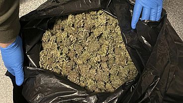 Cette photo fournie par le comté de Penobscot montrant la saisie de 40 livres de marijuana transformée, provenant d'une plantation cachée par un citoyen chinois dans le Maine.