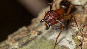 مورچه‌ها