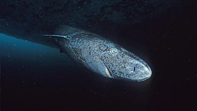 A Greenland shark on the go - could this species be the key to beating heart disease in humans?