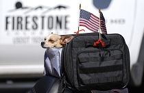 كلب داخل حقيبة مزينة بالأعلام الأمريكية على ظهر دراجة نارية يوم الاحتفال بعيد الاستقلال  يوم 4 يوليو 2021
