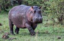 Hippos may be enormous, but they are able to leave the ground - temporarily at least