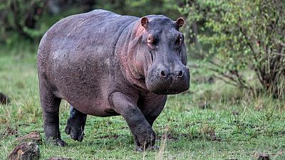 Los hipopótamos son enormes, pero pueden abandonar el suelo, al menos temporalmente.