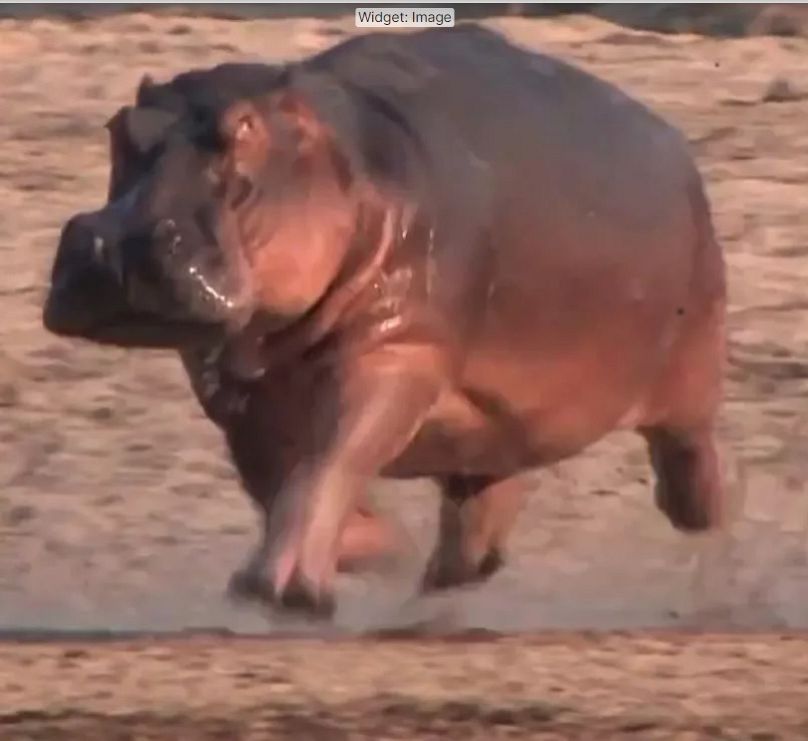 Nesta imagem de um vídeo realizado por investigadores do RVC, um hipopótamo pesado "voa" por breves instantes