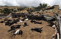 نفوق مواشي جراء غارة جوية إسرائيلية أصابت مزرعة في جبل الطورة، جنوب لبنان، الاثنين، 8 يوليو 2024. 