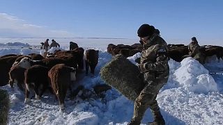 Argentina, tempeste di neve minacciano il bestiame. Caldo record nella Death Valley