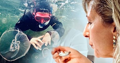 Come gestire in modo sostenibile l'invasione delle meduse nel ...