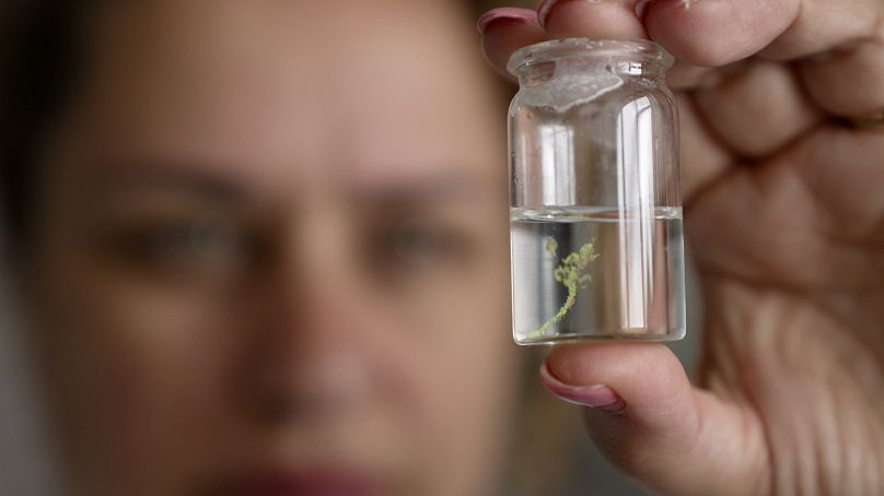 Microplastic particles trapped in jellyfish mucus