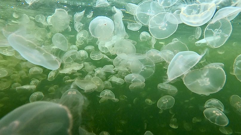 Jellyfish bloom in Kerteminde Fjord