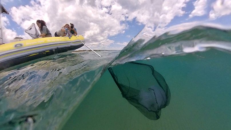 Dr. Antonella Leone catching a barrel jellyfish in the Gulf of Taranto