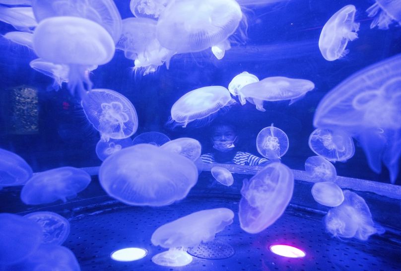 Un niño mira una exhibición de medusas en un parque submarino el Día del Niño en Pekín, jueves 1 de junio de 2023.