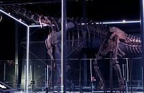 Dinosaur on display at Museum of Evolution in Denmark