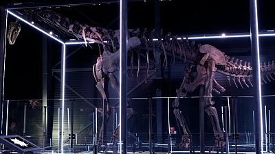 Dinosaur on display at Museum of Evolution in Denmark