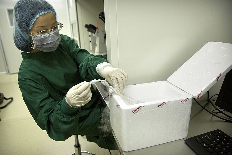 An embryo is placed in its storage tube into a liquid nitrogen bath after its removal from cryostorage 