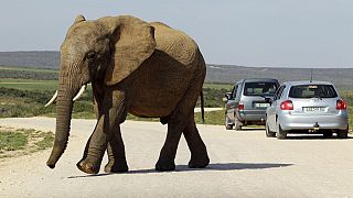 Elephants trample a Spanish tourist to death in South Africa