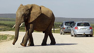 Elephants trample a Spanish tourist to death in South Africa