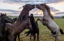 Icelandic horses play on a meadow in Wehrheim near Frankfurt, Germany, as the sun rises on Tuesday, May 28, 2024.