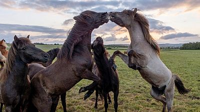 Icelandic horses play on a meadow in Wehrheim near Frankfurt, Germany, as the sun rises on Tuesday, May 28, 2024.