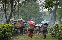 Trabajadores de una plantación de té caminan para depositar su cosecha tras asistir a un mitin de la campaña electoral del Partido Bharatiya Janata de cara a las elecciones generales en Marioni, en el Alto Assam, India,