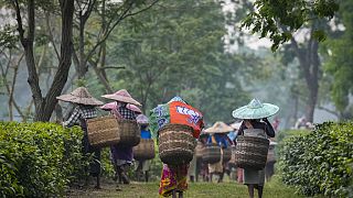 Trabajadores de una plantación de té caminan para depositar su cosecha tras asistir a un mitin de la campaña electoral del Partido Bharatiya Janata de cara a las elecciones generales en Marioni, en el Alto Assam, India,