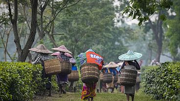 Hindistan'ın yukarı Assam bölgesindeki Marioni'de çay toplayıcıları.