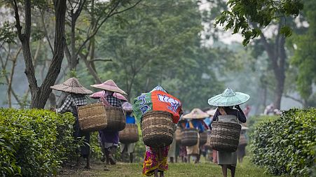 Tea harvesters in Marioni in upper Assam, India.