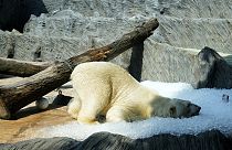 A polar bear cools down in ice that was brought to its enclosure on a hot and sunny day.