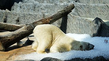 A polar bear cools down in ice that was brought to its enclosure on a hot and sunny day.