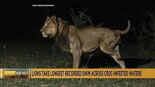 Three-legged lion takes 'record-breaking' swim across river in Uganda
