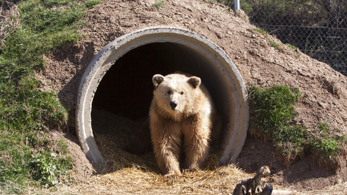 Um urso castanho no Santuário dos Ursos, na aldeia de Mramor, no Kosovo, no domingo, 23 de março de 2014.