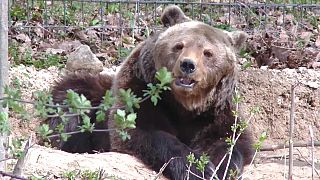 Der dramatische Tod einer 19-jährigen Touristin durch einen Braunbären in Rumänien hat Politiker zum Handeln veranlasst.