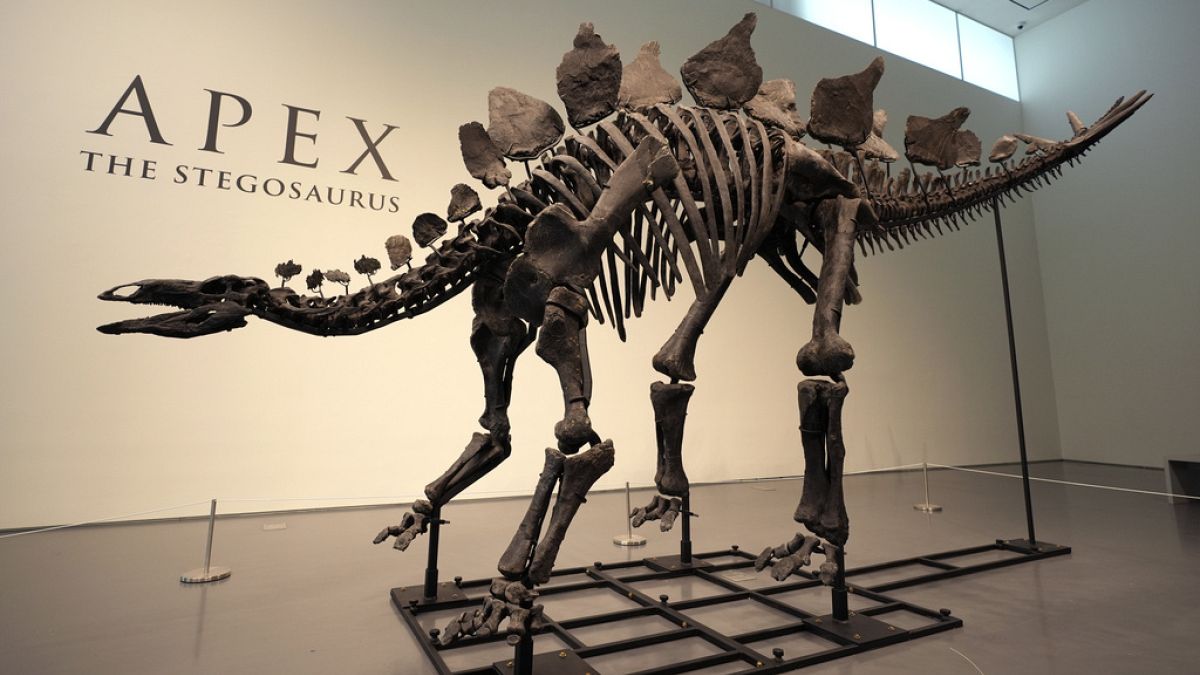 A stegosaurus skeleton is displayed at Sotheby's New York in New York, Wednesday, 10 July 2024. 