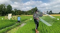 Rize is helping rice farmers In Southeast Asia to reduce their methane emissions.