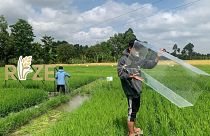 Rize is helping rice farmers In Southeast Asia to reduce their methane emissions.
