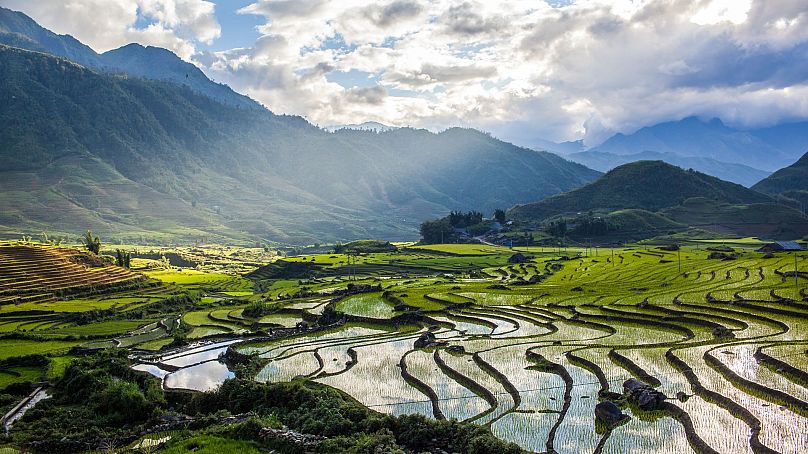 Vietnam harvests around seven million hectares of rice each year.