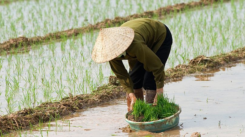 Farmers produce rice by flooding their paddy fields.