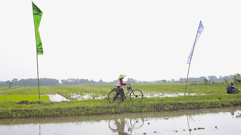 Vietnam harvests around seven million hectares of rice each year.