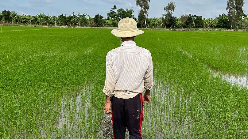 Farmers produce rice by flooding their paddy fields.