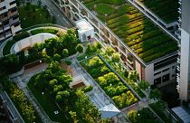Green roofs help to cool cities.