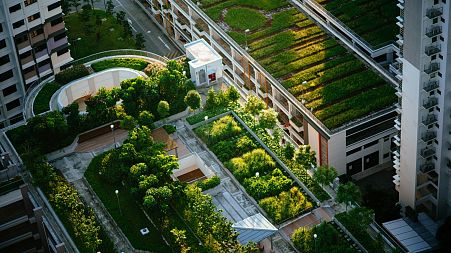 Green roofs help to cool cities.