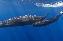 نهنگ‌های عنبر