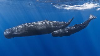 نهنگ‌های عنبر