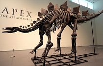Δημοπρασία σκελετών δεινοσαύρων στο Παρίσι