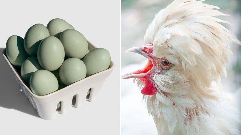 مرغ آراکانا و تخم مرغ های آبی