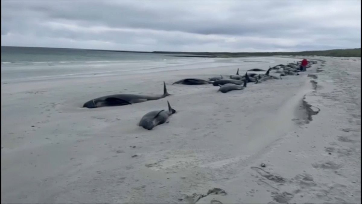 Centinaia di balene arenate nelle isole Orcadi