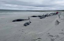 Centinaia di balene arenate nelle isole Orcadi