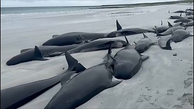 Dutzende Langflossen-Grindwale sind auf der schottischen Insel Sanday gestrandet. 