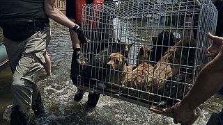 Animali abbandonati e salvati dai volontari in Ucraina