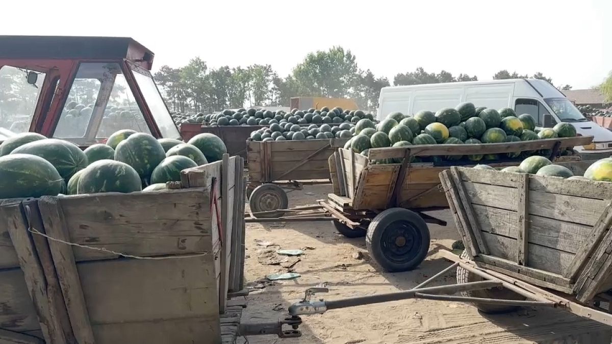 La raccolta eccessiva di cocomeri in Romania