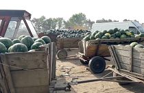 Melonen in Rumänien.