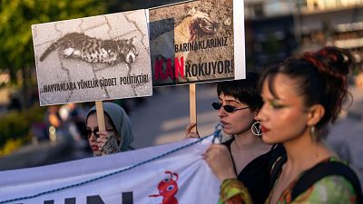 Activistas pró-direitos dos animais carregam cartazes durante um protesto em Istambul, Turquia, 24 de maio de 2024.